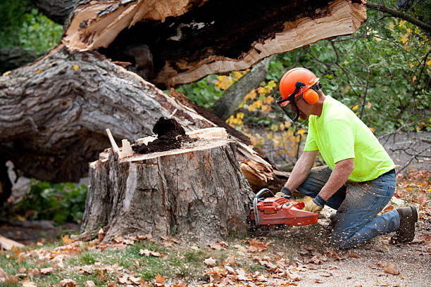 Tree Health Inspection in Dewitt, MI